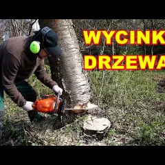 Jak ścinać drzewo, żeby nie spadło na budynek i nie uszkodziło go