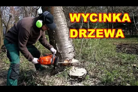 Jak ścinać drzewo, żeby nie spadło na budynek i nie uszkodziło go