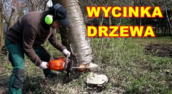 Jak ścinać drzewo, żeby nie spadło na budynek i nie uszkodziło go