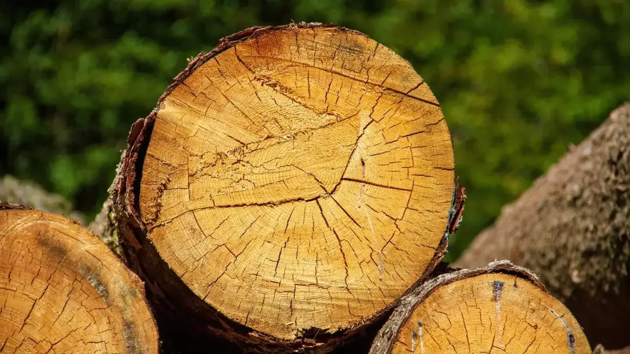 Zbliżenie na przekrój drewna, idealnego do palenia w kominku. Widoczne słoje i pęknięcia, sugerujące jego jakość.