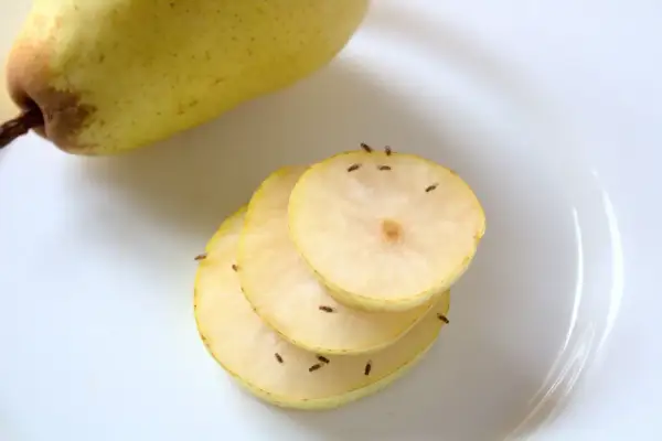 Jak pozbyć się muszek z mieszkania - skuteczne metody na owocówki